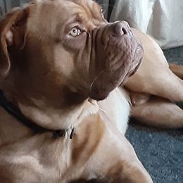 Dogue de Bordeaux All Grown Up from Theresea Martin
