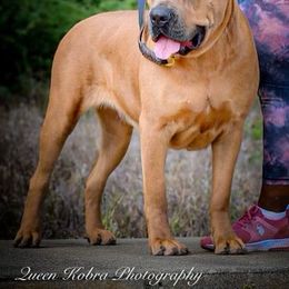 Vita - Cane Corso