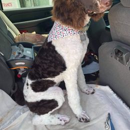 Goldendoodle and Poodle All Grown Up from Rainbow Poodles and Doodles of Oklahoma