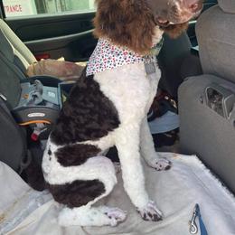 Goldendoodle and Poodle All Grown Up from Rainbow Poodles and Doodles of Oklahoma