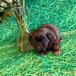 Brielle - Shih Tzu