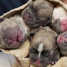 French Bulldogs and Lhasa Apsos from Rosewood Lhasas