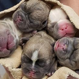 French Bulldogs and Lhasa Apsos from Rosewood Lhasas