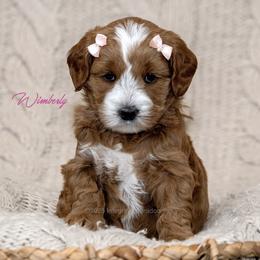 Australian Labradoodle Puppies from Integrity Labradoodles