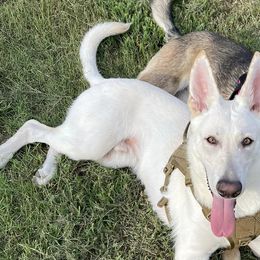 German Shepherds from Smith Lake Shepherds