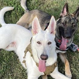 German Shepherds from Smith Lake Shepherds