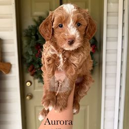 Aurora - Red  female Goldendoodle puppy in Comanche, Texas from Central Texas Doodles, LLC.
