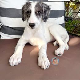 Misty - Parti female Double Doodle puppy in Southwest Ranches, Florida from Dandy Doodle Ranch