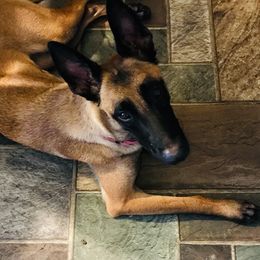 Anya  - Belgian Malinois
