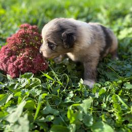 Lake of the Woods - Blue merle male Miniature Australian Shepherd puppy in Priest River, Minnesota from Offgrid Aussies