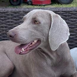 Ansley - Weimaraner