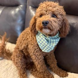 Benji - Red  male Goldendoodle puppy in Phelan, California from High Desert Doodles - the original