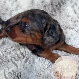 Hermione - Dapple female Dachshund puppy in Lufkin, Texas from CSW Dachshunds