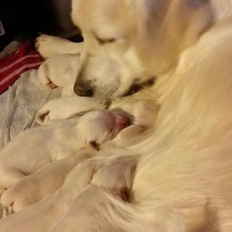Golden Retriever Puppies from Shadymist Kennel, LLC
