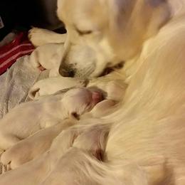 Golden Retriever Puppies from Shadymist Kennel, LLC