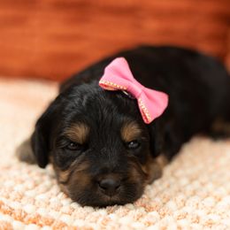 Cockapoo Puppies from Firm Foundation Cockapoos