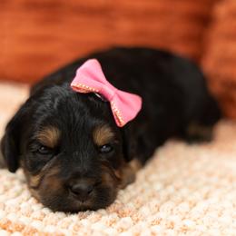 Cockapoo Puppies from Firm Foundation Cockapoos