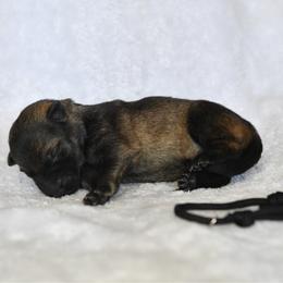 Black - Sable female German Shepherd puppy in Louisburg, North Carolina from C6 Ranch & Shepherds