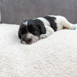 Lizzie - Black female Australian Labradoodle puppy in Denton, Texas from Liberty Hill Labradoodles