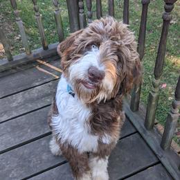 Aussiedoodle All Grown Up from Sand Hill Aussies and Doodles