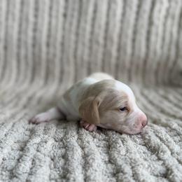 Cruz - Piebald male Dachshund puppy in Blackstone, Virginia from Dainty Dachshunds