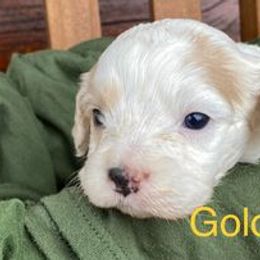 Cavapoo Puppies from Hickory Doodle Farm