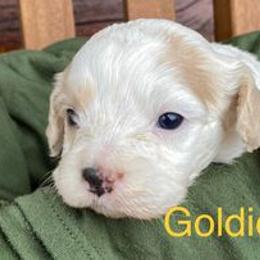 Cavapoo Puppies from Hickory Doodle Farm