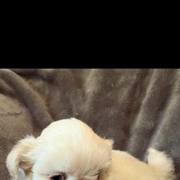 Boy 1 - Cream and white male Shih Tzu puppy in Birch River, West Virginia from Karen's Shih Tzus
