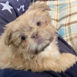 Shih Tzus from Smore's Shih Tzus