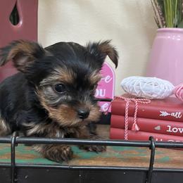 Arty - Gold male Yorkshire Terrier puppy in Kennewick, Washington from Lisa’s Little Yorkies