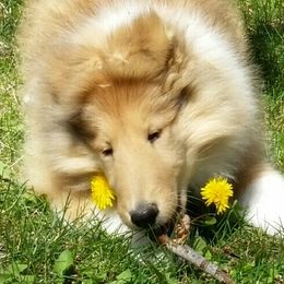 Collie Puppies from Riverrun Collies