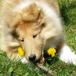Collie Puppies from Riverrun Collies