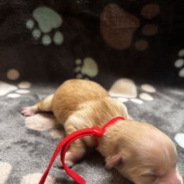 Abel - Gold male Morkie puppy in Winston Salem, North Carolina from Patty’s Paws