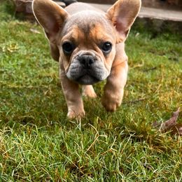 Sweety - Fawn French Bulldog puppy in Brandon, Mississippi from Prolific Frenchies Co.