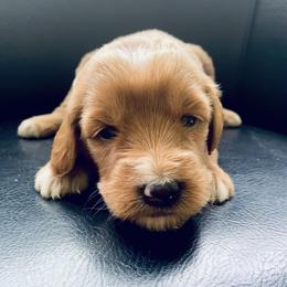Goldendoodle Puppies from Doodifuldoods