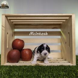 McIntosh aka Mac - Black male Australian Labradoodle puppy in Cashmere, Washington from Mountain Home Doodles