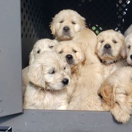Golden Retriever Puppies from HighRoller Golden Retrievers