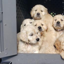 Golden Retriever Puppies from HighRoller Golden Retrievers