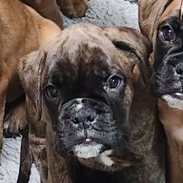 Boxer Puppies from Arktis Boxers