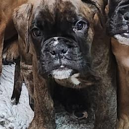 Boxer Puppies from Arktis Boxers