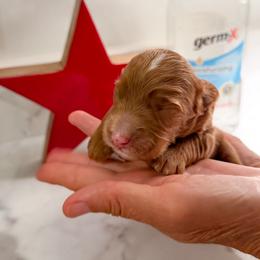 Bullseye - Red  male Goldendoodle puppy in Lakeland, Florida from Rolling Oak Doodles