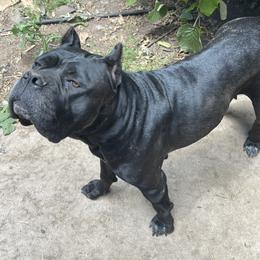 Wicked - Cane Corso