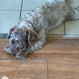 Rio - Miniature Schnauzer