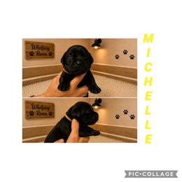 Girl 3 - Black female Cane Corso puppy in Scott County, Tennessee from Nuovo Inizi Kennels