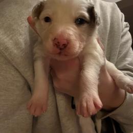 Avery girl - Slate merle female Border Collie puppy in Fairview, Tennessee from Hoffman Forest Acres LLC