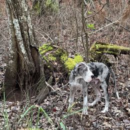 Great Dane Puppies from Rough Diamond Danes