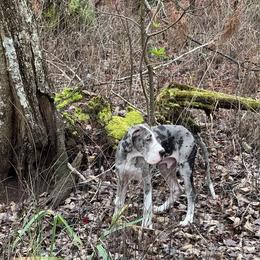 Great Dane Puppies from Rough Diamond Danes