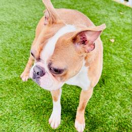 Prince - Blue male Boston Terrier puppy in Rosston, Arkansas from Green Acre Boston Terriers