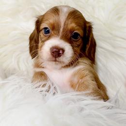 Annie - Piebald female Dachshund puppy in Fredericksburg, Indiana from Blue River Mini Dachshunds