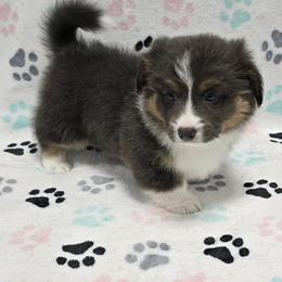 AMMON-FLUFFY with tail - Blue male Pembroke Welsh Corgi puppy in Walker, Iowa from Double K Corgis